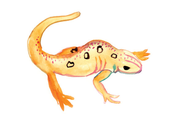 A Versatile Watercolor Newt for Animal Crafts Branding
