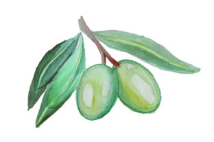 A Watercolor Olive Design for Food & Crafts Publishers