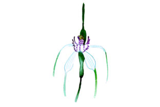White Spider Orchid: A Watercolor Embroidered Treasure
